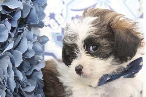 Litter Update August 28, 2024