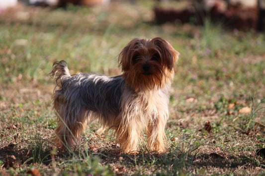 Zuri (Tippy)