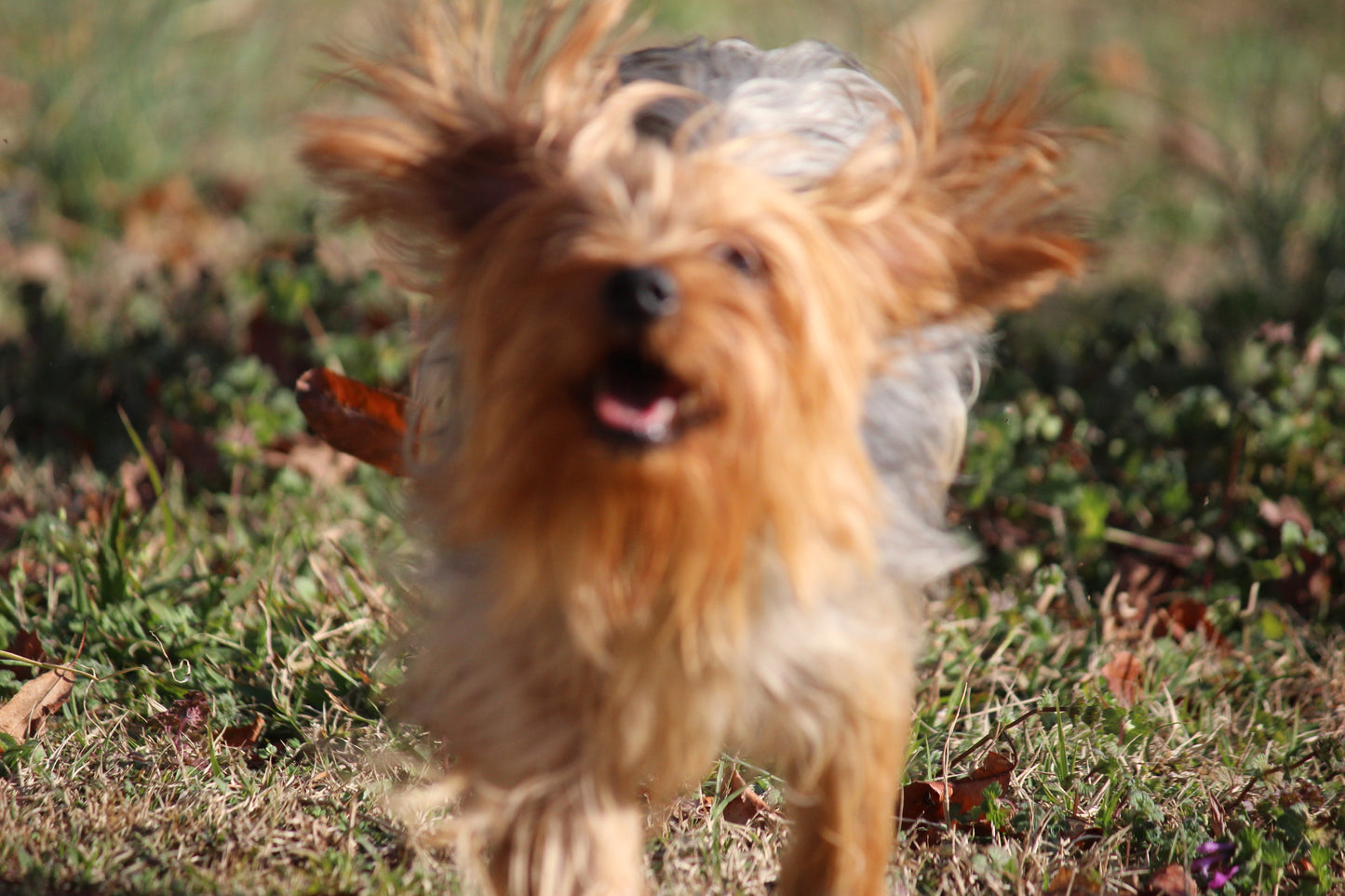 Zuri (Tippy)