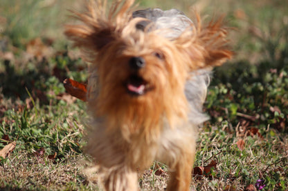 Zuri (Tippy)