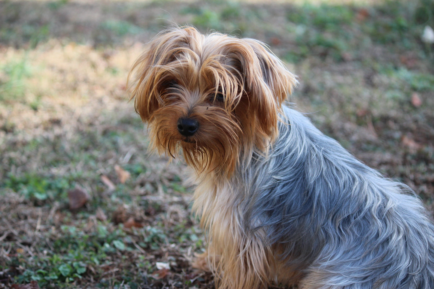 Zuri (Tippy)