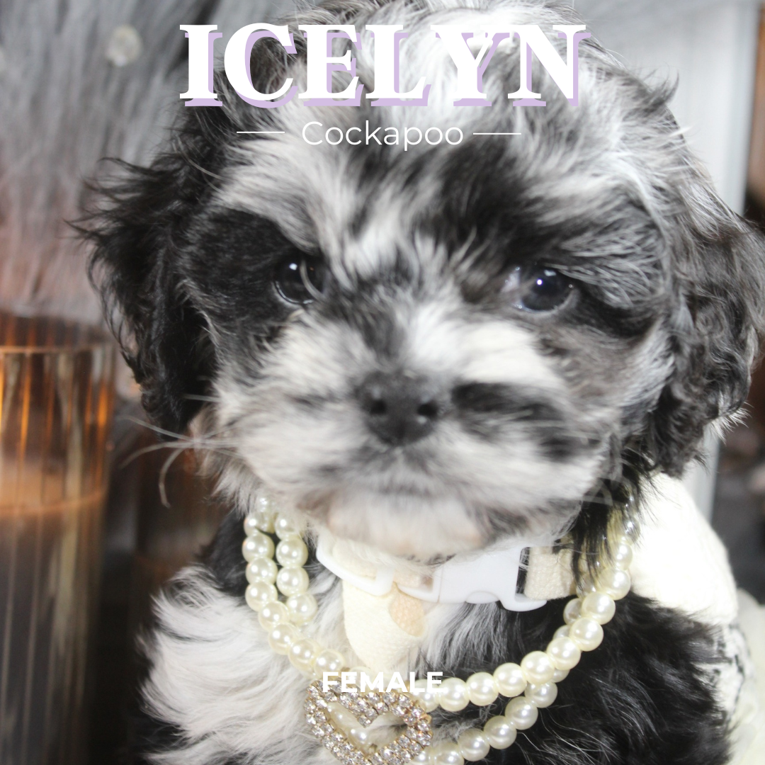 Icelyn