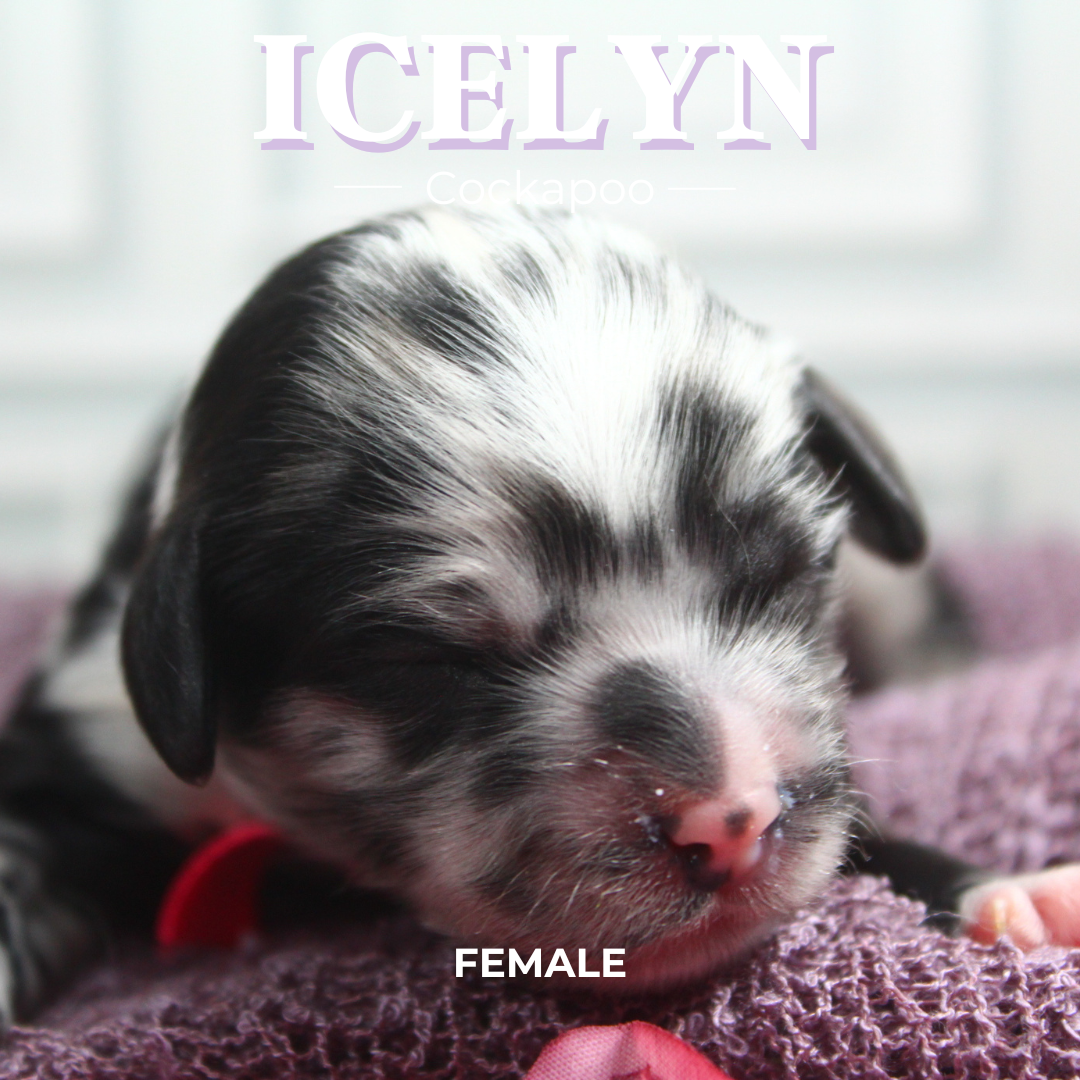 Icelyn