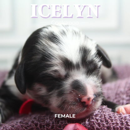 Icelyn