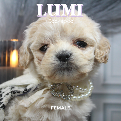Lumi
