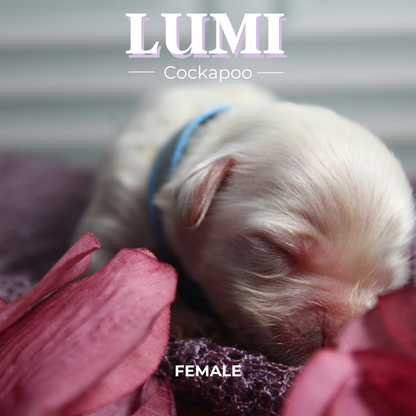 Lumi